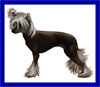 Click here for more detailed Chinese Crested breed information and available puppies, studs dogs, clubs and forums